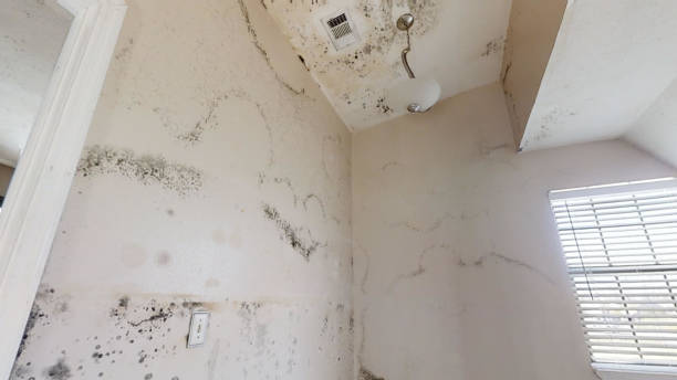 Best Biohazard Mold Removal  in Powell, WY