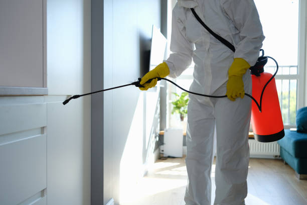 Mold Odor Removal Services in Powell, WY