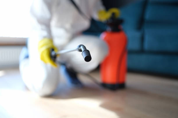 Professional Mold Removal in Powell, WY