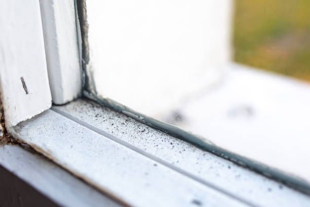 Best Real Estate Mold Inspection  in Powell, WY