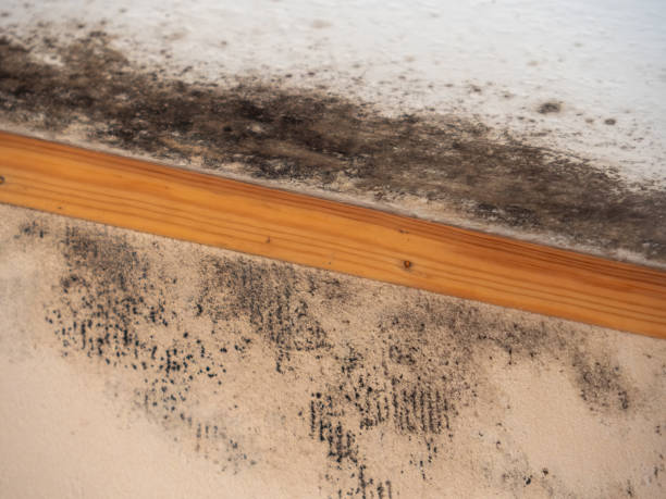 Best Emergency Mold Remediation  in Powell, WY