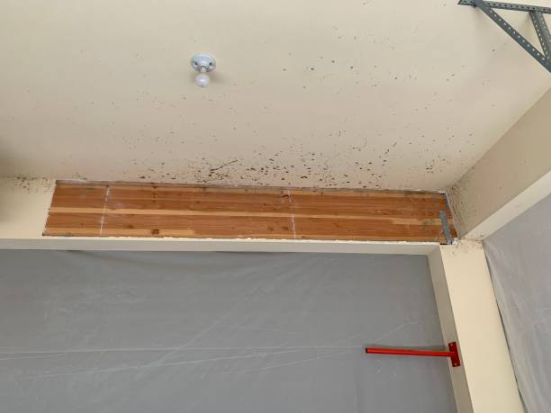Best Black Mold Removal  in Powell, WY