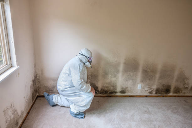 Best Mold Removal for HVAC Installations  in Powell, WY